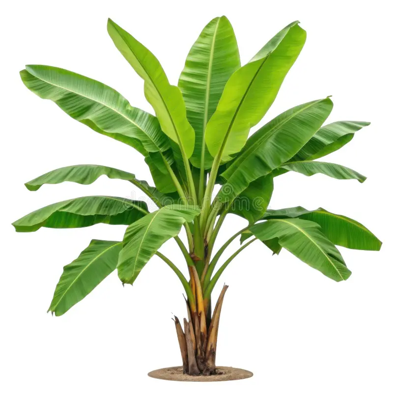 cultivo de plantas bananeras fruta platano tropical verde aislada fondo blanco una vibrante planta con grandes hojas exuberantes 399603970.webp